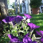 Residenza Nialiccia 3*